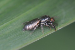 Sassacus