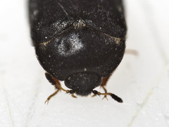 Attagenus pellio