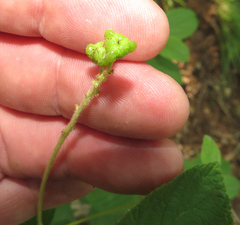 Ceanothus americanus