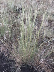 Pseudoroegneria spicata