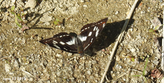 Limenitis sydyi