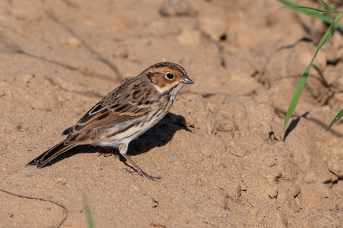 Little Bunting