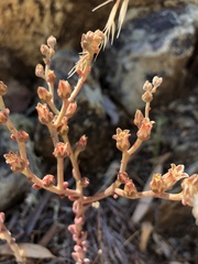 Dudleya abramsii bettinae