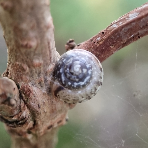 Girdled Snail, 1325 Almere, Nederland, photo 8 of 10