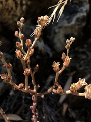 Dudleya abramsii bettinae