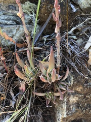 Dudleya abramsii bettinae