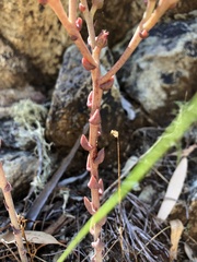 Dudleya abramsii bettinae