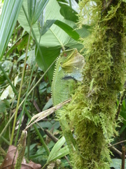 Enyalioides oshaughnessyi