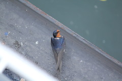 Hirundo rustica