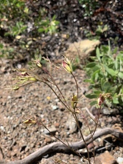 Cordylanthus tenuis brunneus