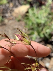 Cordylanthus tenuis brunneus