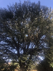 Vachellia robusta clavigera