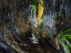 Amolops hongkongensis