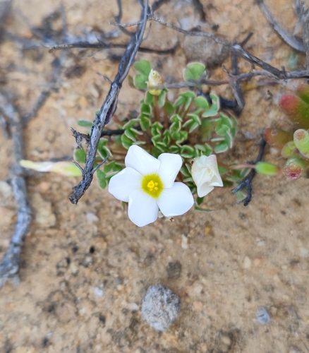 Image of Oxalis annae by (c) Andreas Schneider, some rights reserved (CC BY)