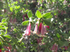Symphoricarpos longiflorus
