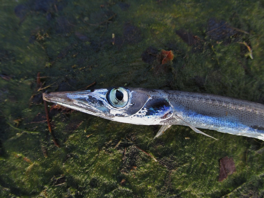 White Barracudina