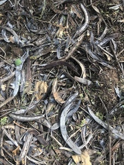 Vachellia robusta clavigera