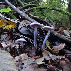 Cortinarius magellanicus