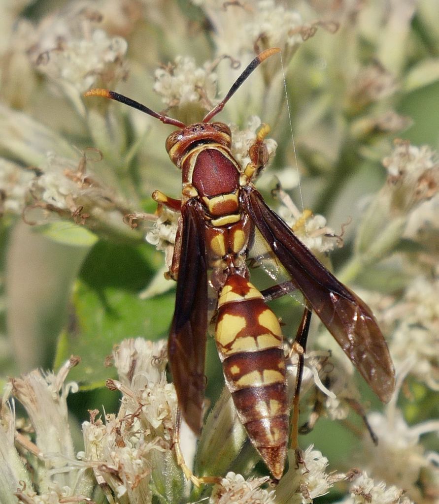 Variegated Paper Wasp