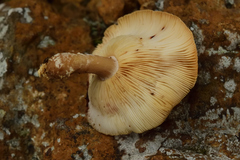 Lentinula boryana