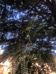 Vachellia robusta clavigera