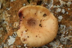 Lentinula boryana