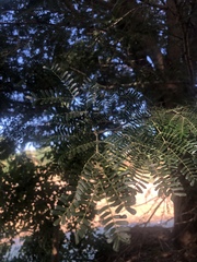 Vachellia robusta clavigera