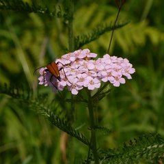 Pedostrangalia pubescens