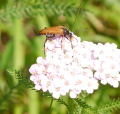 Pedostrangalia pubescens