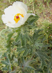 Argemone squarrosa