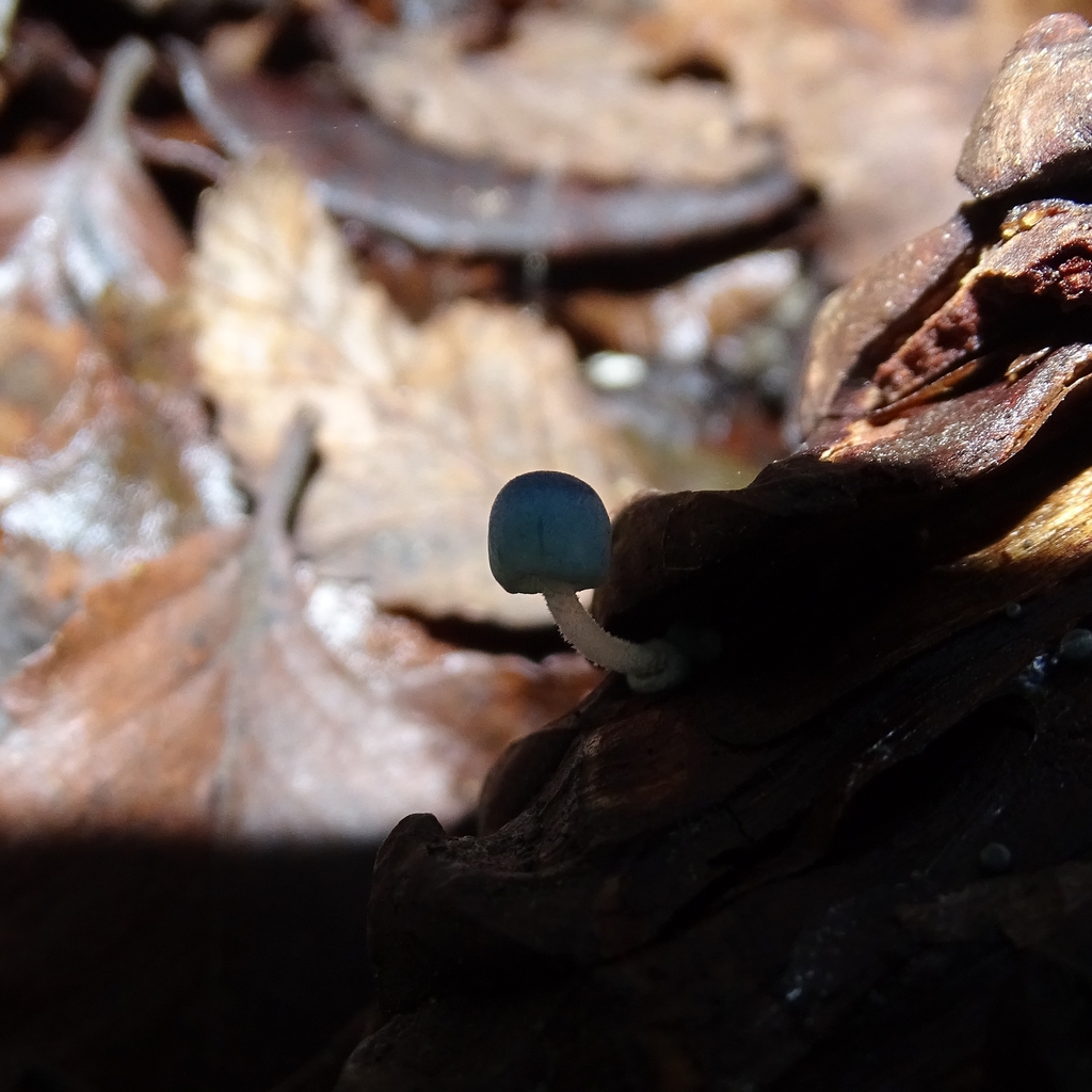 Mycena cyanocephala · June 2019 · photo: © cristianriquelme (iNaturalist, cc-by)