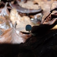 Mycena cyanocephala