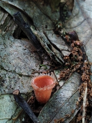 Microstoma floccosum