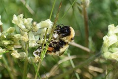 Bombus kirbiellus