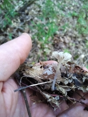 Hydropus praedecurrens