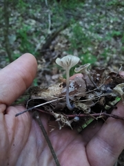 Hydropus praedecurrens