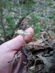 Hydropus praedecurrens