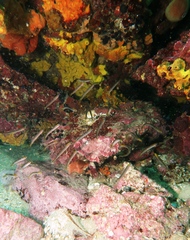 Trachinops noarlungae