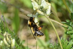 Bombus kirbiellus