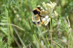 Bombus kirbiellus