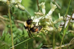 Bombus kirbiellus