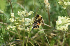 Bombus kirbiellus