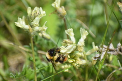 Bombus kirbiellus