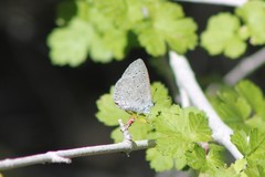 Celastrina echo cinerea