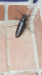 Derobrachus geminatus