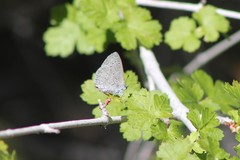 Celastrina echo cinerea