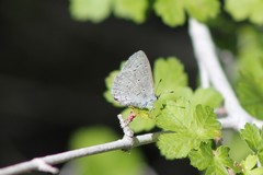 Celastrina echo cinerea