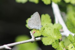 Celastrina echo cinerea