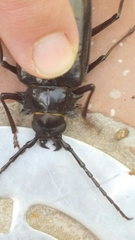 Derobrachus geminatus