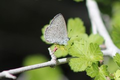 Celastrina echo cinerea